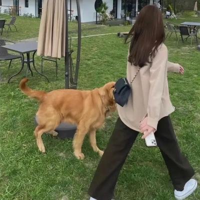 火鸟的沼泽